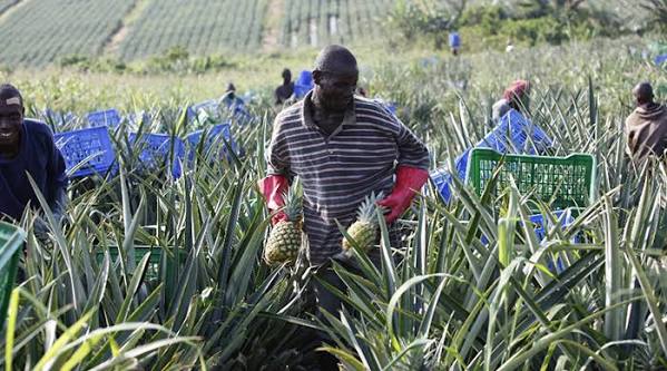 Ghana's Ekumfi Fruit Factory Gets $6M EXIM Boost, Targets $53M Asset Value